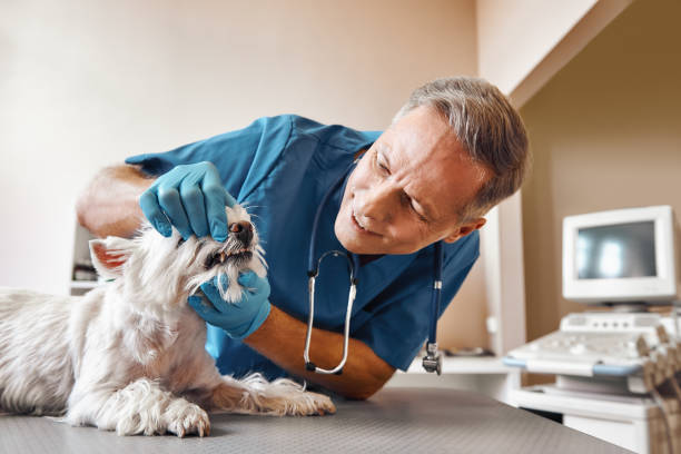 Best Weekend Emergency Dentist in Isanti, MN
